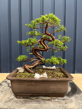 Load images into the gallery viewer Pre-order Japan🇯🇵Japanese Itoigawa Shimpaku (with video)