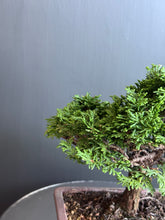 將圖片載入圖庫檢視器 日本🇯🇵津山檜Hinoki Chamaecyparis Obtusa ヒノキ (附上影片)