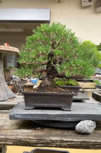Load images into the gallery viewer 預購日本🇯🇵八房黑松 Black Pine (附上影片)