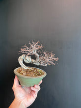 將圖片載入圖庫檢視器 日本🇯🇵榆欅Zelkova Serrata (附上影片)已落葉