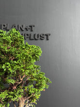 將圖片載入圖庫檢視器 日本🇯🇵津山檜Hinoki Chamaecyparis Obtusa ヒノキ (附上影片)