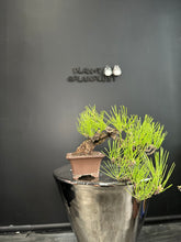 將圖片載入圖庫檢視器 日本🇯🇵黑松Black Pine / Pinus Thunbergii(附上影片)