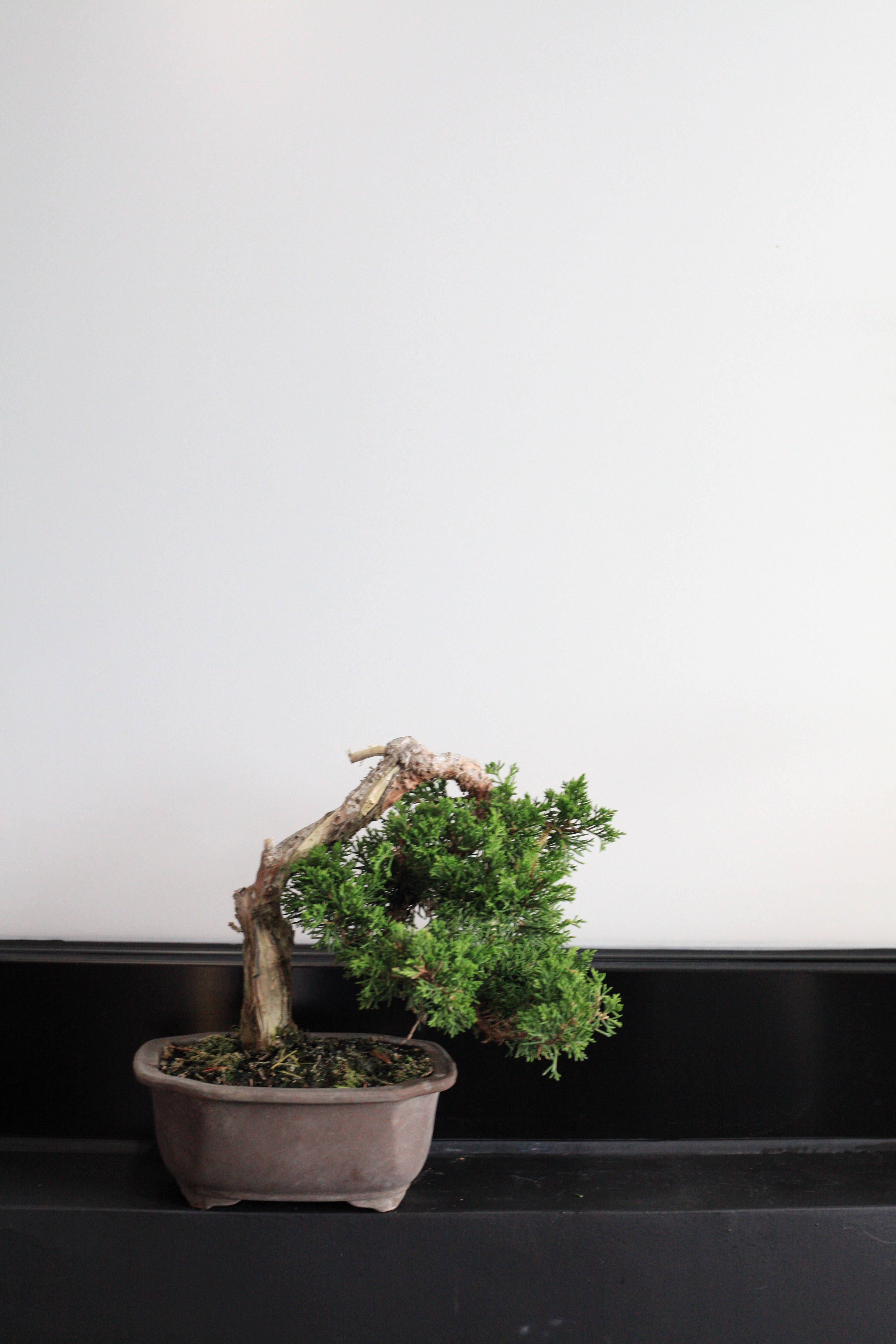 真柏 預購日本🇯🇵糸魚川真柏Japanese Itoigawa Shimpaku (附上影片