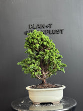 將圖片載入圖庫檢視器 日本🇯🇵石化檜Sekka Hinoki Cypress セッカヒノキ (附上影片)