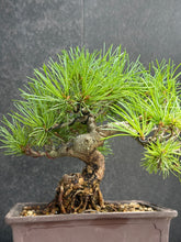 Load images into the gallery viewer 日本🇯🇵五葉松 Japanese White Pine (附上影片)