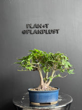 將圖片載入圖庫檢視器 日本🇯🇵もみじ紅葉Acer Palmatum 已落葉 (附上影片)