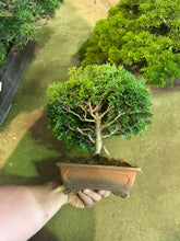 將圖片載入圖庫檢視器 預購日本🇯🇵津山檜Chamaecyparis obtusa (附上影片)