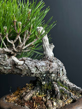 將圖片載入圖庫檢視器 日本🇯🇵黑松 Black Pine (附上影片)