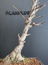 將圖片載入圖庫檢視器 日本🇯🇵 乳銀杏(垂乳銀杏)Ginkgo Biloba 'Chichi' ✈️空運到港