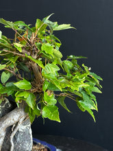 將圖片載入圖庫檢視器 日本🇯🇵附石 宮様楓Miyasama Kaede 已落葉 (附上影片)