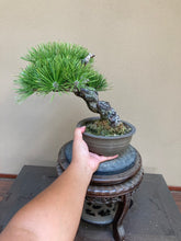 Load images into the gallery viewer 預購日本🇯🇵山採 黑松 Yamadori Black Pine (附上影片)