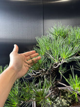 將圖片載入圖庫檢視器 日本🇯🇵黑松 Black Pine (附上影片)