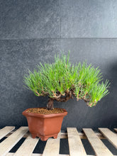 將圖片載入圖庫檢視器 日本🇯🇵黑松 Japanese Black Pine (附上影片)