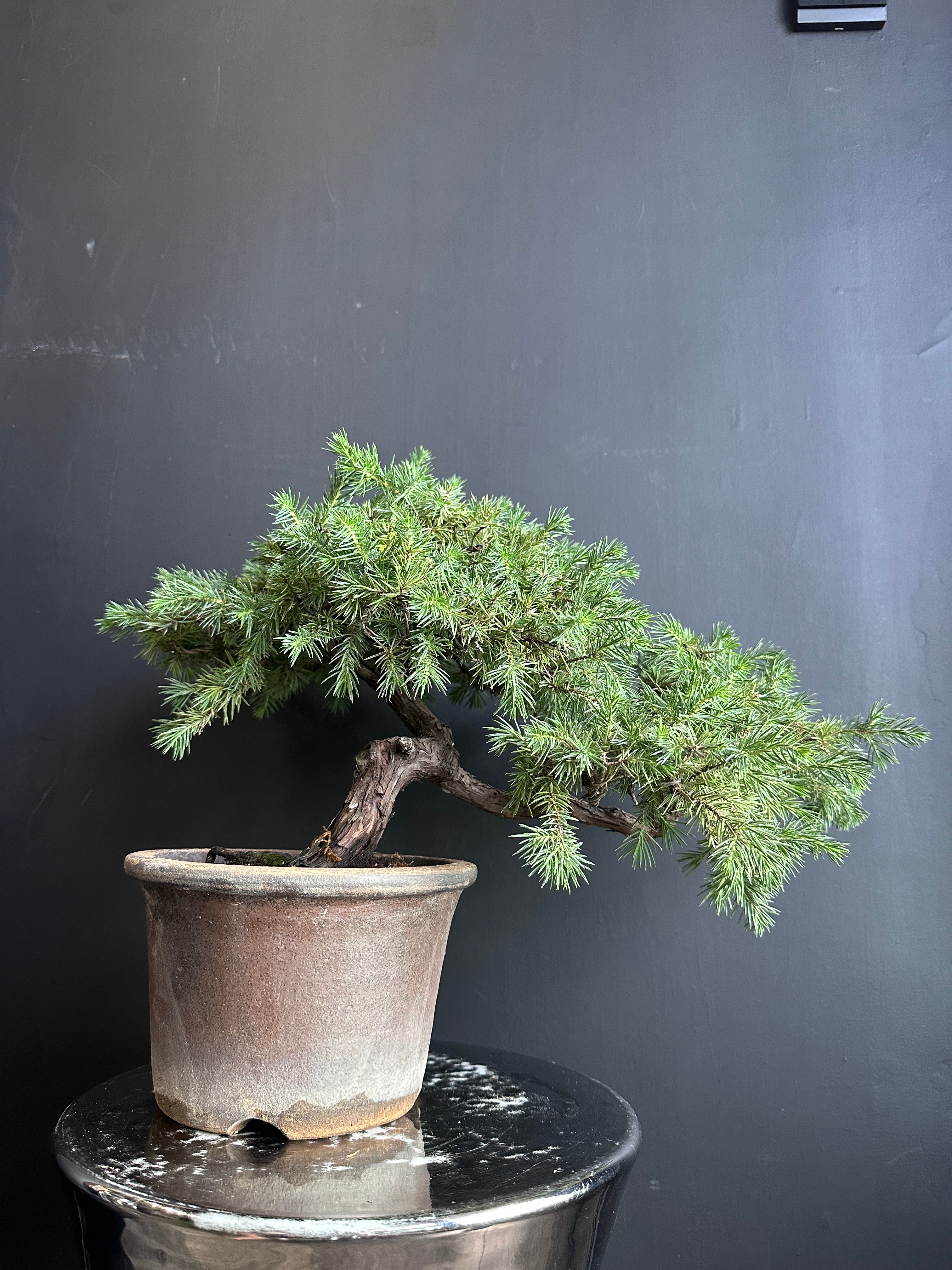 日本🇯🇵杜松Juniperus Rigida (附上影片) – BONSAI PLAN+T