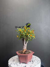 將圖片載入圖庫檢視器 日本🇯🇵賀年 金豆Fortunella Hindsii (附上影片)