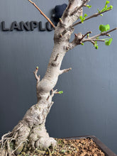 Load images into the gallery viewer Japan🇯🇵 Ginkgo Biloba 'Chichi' (with video attached)