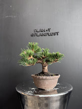 將圖片載入圖庫檢視器 日本🇯🇵黑松 千壽丸 Japanese Black Pine (附上影片)