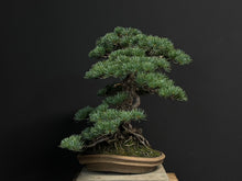 將圖片載入圖庫檢視器 預購日本🇯🇵五葉松 Japanese White Pine (附上影片)