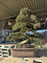 將圖片載入圖庫檢視器 日本🇯🇵糸魚川真柏 Japanese Itoigawa Shimpaku (附上影片)