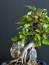 將圖片載入圖庫檢視器 日本🇯🇵附石 宮様楓Miyasama Kaede 已落葉 (附上影片)