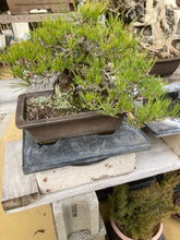 將圖片載入圖庫檢視器 預購日本🇯🇵貴風size黑松 Black Pine (附上影片)