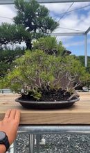 Load images into the gallery viewer Pre-order Japan🇯🇵Black Pine (with video)
