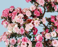 將圖片載入圖庫檢視器 日本🇯🇵皐月杜鵑 絹の舞Satsuki Azalea Rhododendron (附上影片)