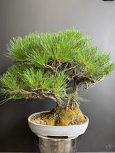 將圖片載入圖庫檢視器 日本🇯🇵黑松 Japanese Black Pine (附上影片)