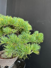 將圖片載入圖庫檢視器 日本🇯🇵五葉松 Japanese White Pine (附上影片)