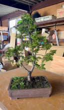 Load images into the gallery viewer Pre-order Japan🇯🇵Hinoki Chamaecyparis Obtusa ヒノキ(video attached)