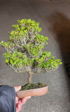 將圖片載入圖庫檢視器 預購日本🇯🇵津山檜Hinoki Chamaecyparis Obtusa ヒノキ (附上影片)