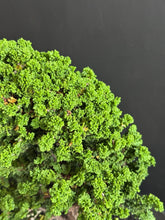 將圖片載入圖庫檢視器 日本🇯🇵石化檜Sekka Hinoki Cypress セッカヒノキ (附上影片)