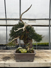 Load images into the gallery viewer Pre-order Japan🇯🇵Japanese Itoigawa Shimpaku (with video)