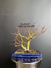 將圖片載入圖庫檢視器 日本🇯🇵紅葉 出猩々 岀猩猩Deshojo (附上影片)