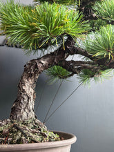 將圖片載入圖庫檢視器 日本🇯🇵五葉松 Japanese White Pine (附上影片)