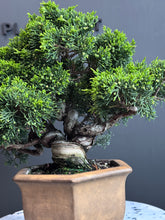 將圖片載入圖庫檢視器 日本🇯🇵糸魚川真柏 Japanese Itoigawa Shimpaku (附上影片)