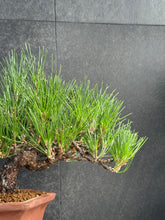 將圖片載入圖庫檢視器 日本🇯🇵黑松 Japanese Black Pine (附上影片)