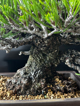 將圖片載入圖庫檢視器 日本🇯🇵太幹三河黑松 貴風size Japanese Black Pine (附上影片)