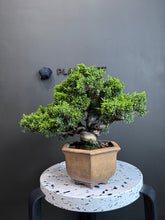 將圖片載入圖庫檢視器 日本🇯🇵糸魚川真柏 Japanese Itoigawa Shimpaku (附上影片)