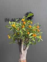 將圖片載入圖庫檢視器 日本🇯🇵賀年 金豆Fortunella Hindsii (附上影片)