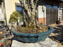 將圖片載入圖庫檢視器 日本🇯🇵逸品 太幹 銀杏Ginkgo Biloba