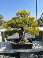 Load images into the gallery viewer Pre-order Japan🇯🇵Black Pine (with video)