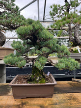 Load an image into the library viewer Pre-order Japan🇯🇵Japanese White Pine (video included)