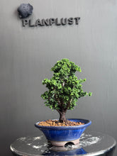 將圖片載入圖庫檢視器 日本🇯🇵石化檜Sekka Hinoki Cypress セッカヒノキ (附上影片)