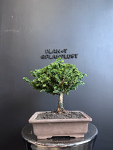 將圖片載入圖庫檢視器 日本🇯🇵石化檜Sekka Hinoki Cypress セッカヒノキ (附上影片)