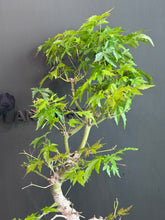 將圖片載入圖庫檢視器 日本🇯🇵もみじ紅葉 Acer Palmatum (附上影片)