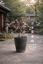 將圖片載入圖庫檢視器 2026預購賀年日本🇯🇵垂櫻🌸しだれ桜 Japanese Weeping Cherry Blossom🇯🇵大阪直送香港