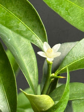 Load images into the gallery viewer Japan🇯🇵Kinzuki Fortunella Hindsii (with video)
