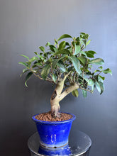 將圖片載入圖庫檢視器 日本🇯🇵山茶花 茶梅 岀雲大社Camellia Sasanqua (附上影片)