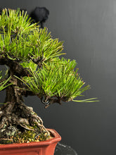 將圖片載入圖庫檢視器 日本🇯🇵黑松 Black Pine (附上影片)